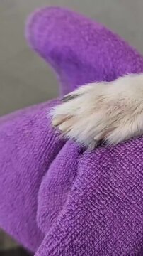 Dog being dried with a towel after a bath in a home setting during the afternoon
