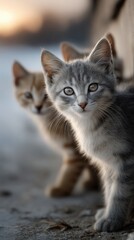 Obraz premium cats curiously looking at the screen