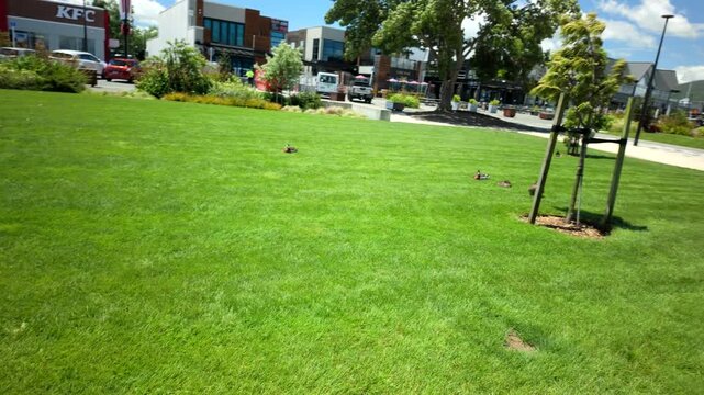 Ducks resting on bright city lawn