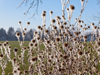 mit Rauhreif überzogene Disteln im Gegenlicht 	
