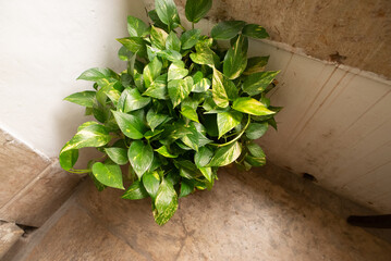 Pothos Plant in a Corner Wall