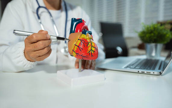 doctor shows a model of how the heart system works, doctors explaining symptoms and treatment to patients. - Powered by Adobe