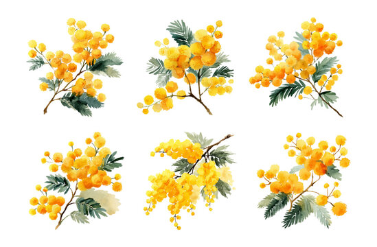 Watercolor mimosa png. Hand drawn spring flowers of yellow mimosa. Branches with leaves and flowers. Realistic hand drawn flowers. Spring elements. Vector illustration.