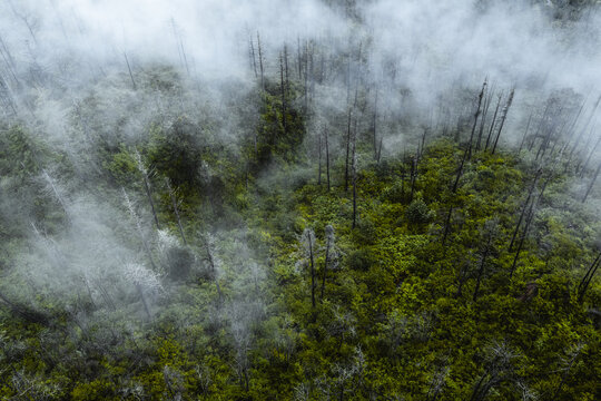 Aerial view of mist-shrouded forest with vibrant green foliage interspersed with stark, bare trees, creating a mystical atmosphere, Paro, Bhutan.