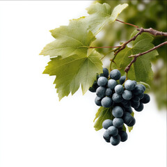 Naklejka premium Grape cluster with green leaves hanging on vine, fresh and vibrant, isolated on white background, natural and healthy