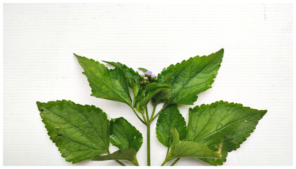 Large Leaf Botanical Stem on White Table