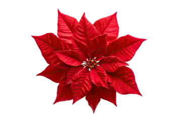 Vibrant red poinsettia flower with lush green leaves for holiday decorations isolated on transparent background