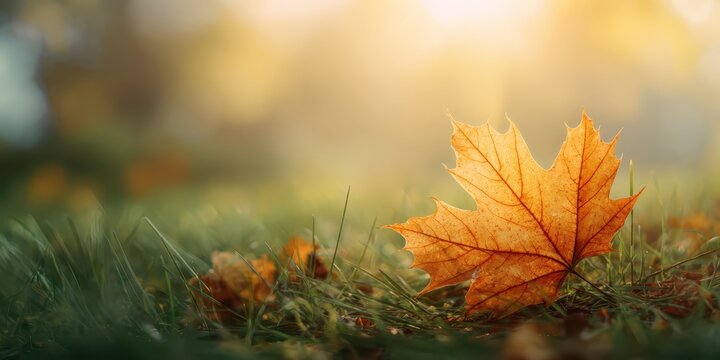 Fototapeta Red yellow maple leaf with free space. Web banner design for autumn season, end year activity. Soft focus, warm light bokeh background. Abstract seasonal backdrop, close up fall ground covered leaves