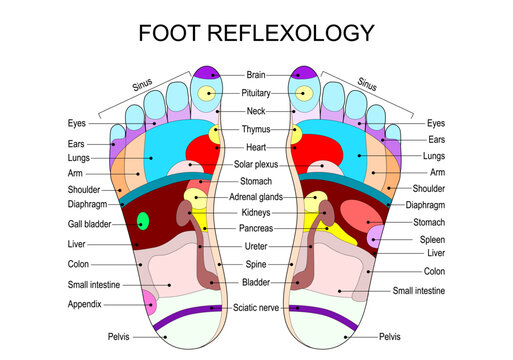Foot reflexology. Map for foot massage. Acupressure therapy.