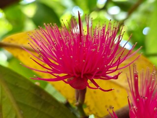 Obraz premium A close-up photo of the Malay Apple (Syzygium malaccense) flower, taken from the side, showcasing a captivating pink hue.