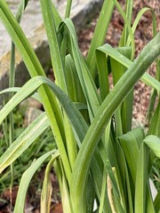 Obraz premium A dense close-up of long, twisted green onion or garlic leaves growing in the garden. Juicy and healthy look.