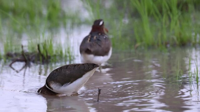  Two Greater painted snipe females close up