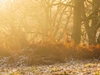 Sunrise Swedish Forest During Autumn
