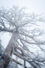 Snow Covered Atlas Cedar trees in Chelia National Park Algeria