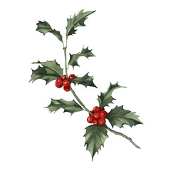 Holly Branch with Red Berries &mdash; Christmas Botanical PNG