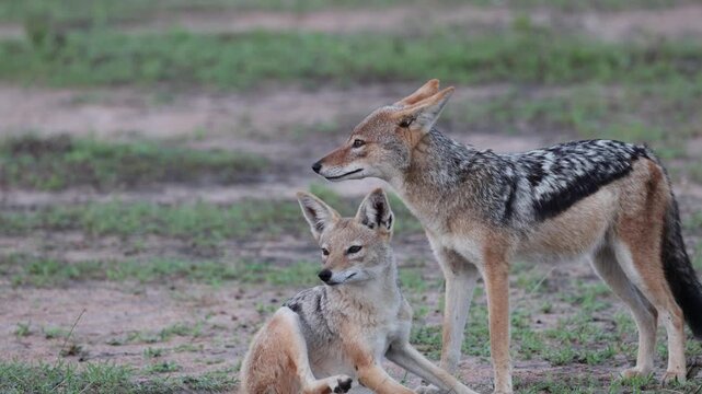 a black backed jackal pair together