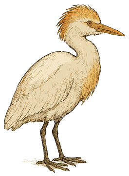Bubulcus ibis illustration art