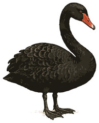 Cygnus atratus illustration art