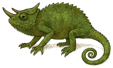 Kinyongia fischeri illustration art