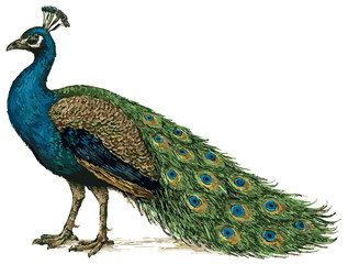 Obraz premium Pavo cristatus illustration art