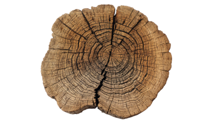 Weathered tree trunk cross section with visible annual growth rings and natural cracks isolated on transparent background
