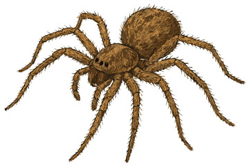 Tegeneria domestica illustration art