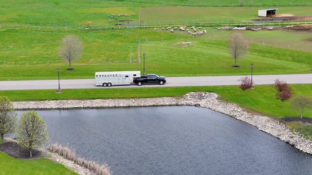 Aerial view of black pickup with livestock trailer passing pasture with sheep