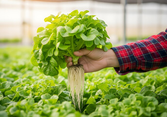 Hand holding fresh green lettuce with roots in a hydroponic greenhouse