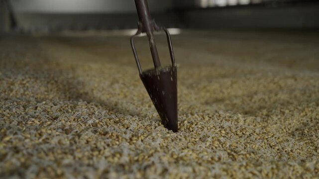 Man checks the quality of malt. Manual filming
