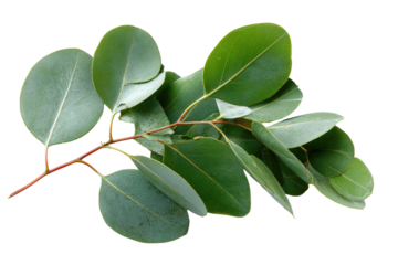 Fresh green eucalyptus leaves on a branch with vibrant foliage isolated on transparent background