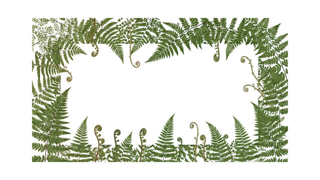Botanical frame illustration featuring lush green fern leaves and delicate fiddleheads on a white background.
