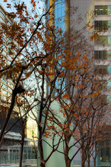 都心散歩　ようやく訪れた都心の紅葉