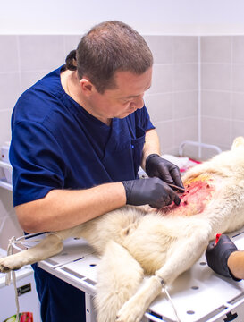 Veterinary clinic, surgeon performs sterilization surgery on a husky dog. Close-up of the surgery, veterinarian stitches up the wound.