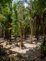 Grande place de Chaccoben, envahie par la jungle, format portrait © Lenaick