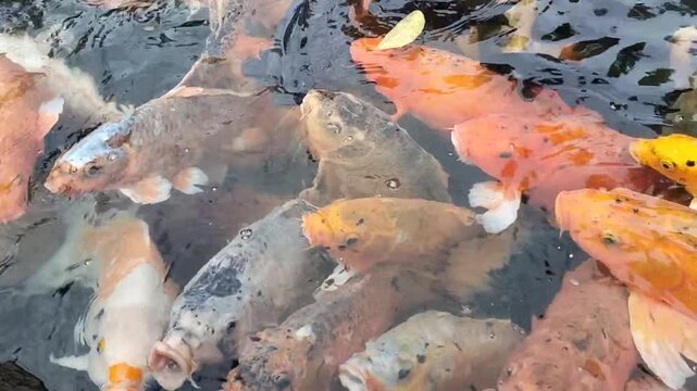 A group of goldfish swimming in the lake, Balong dalem, Kuningan, Indonesia.