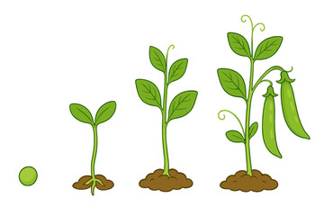 Pea plant growth stages from seed germination to mature pods