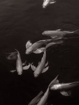 black and white koi fish