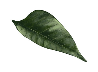 Poinsettia Leaf_04 &mdash; Christmas Botanical PNG