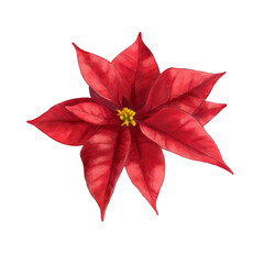 Red Poinsettia Flower &mdash; Christmas Botanical PNG