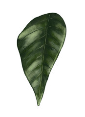Poinsettia Leaf_03 &mdash; Christmas Botanical PNG