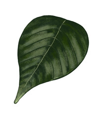 Poinsettia Leaf_02 &mdash; Christmas Botanical PNG