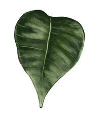 Poinsettia Leaf_01 &mdash; Christmas Botanical PNG