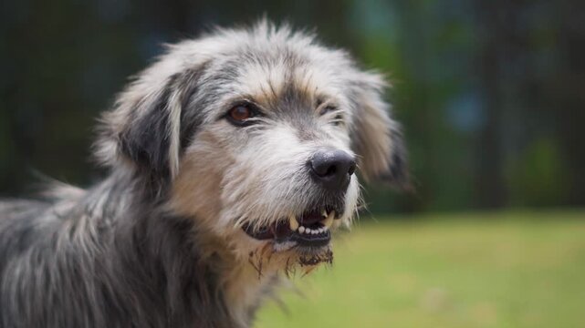 Portrait of a wild Himalayan shepherd dog in mountains at Lahaul, Himachal Pradesh, India. Close up shot of furry dog. North Indian street dog. Furry dog in mountains.