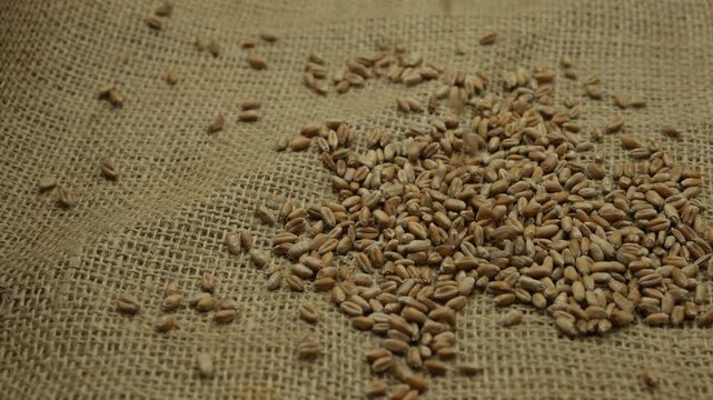 Wheat grains spilling onto a jute bag. Agricultural policies and global food security.