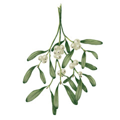 Mistletoe Bunch with White Berries &mdash; Christmas Holiday PNG