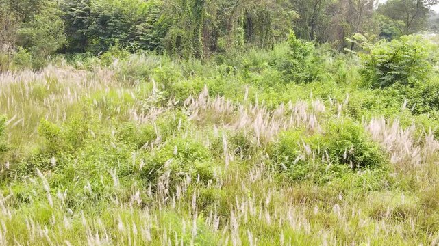 Kashful Field With Man Playing The Guitar In Bangladesh - Drone Shot