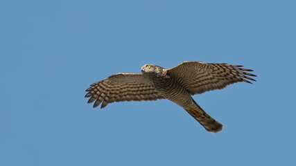 Fototapeta premium Eurasian sparrowhawk (Accipiter nisus), blue sky on background, birds of Montenegro