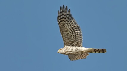 Eurasian sparrowhawk (Accipiter nisus), blue sky on background, birds of Montenegro