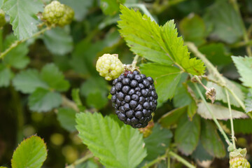 Natural food - fresh ripe blackberries in a garden. Bunch of ripe blackberry fruit - Rubus fruticosus - on branch with green leaves on a farm. Close-up, blurred background. Chakwal, Punjab, Pakistan