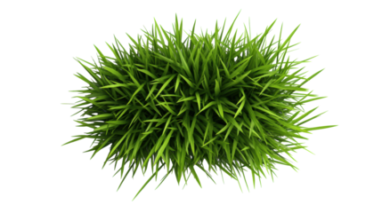 Lush Green Grass on Transparent Background